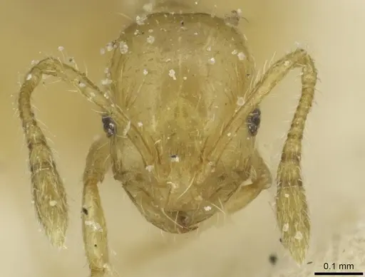 Monomorium speluncarum specimen