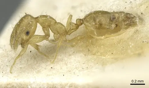 Monomorium speluncarum specimen
