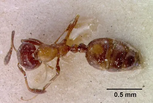 Monomorium springvalense specimen