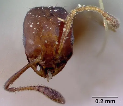 Monomorium springvalense specimen