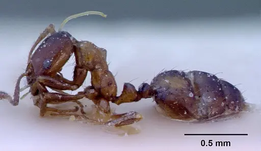 Monomorium springvalense specimen