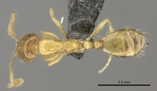 Monomorium springvalense - CASENT0235928