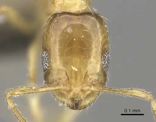 Monomorium springvalense - CASENT0235928