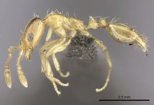 Monomorium springvalense - CASENT0235928