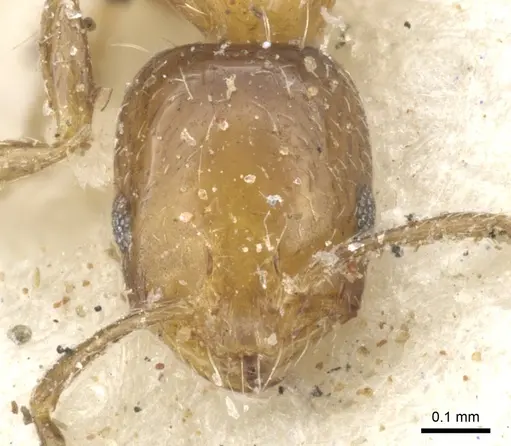 Monomorium springvalense - CASENT0902252