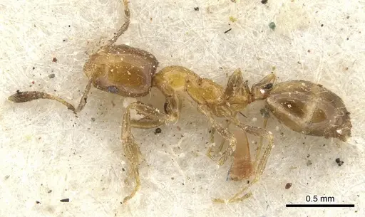 Monomorium springvalense - CASENT0902252