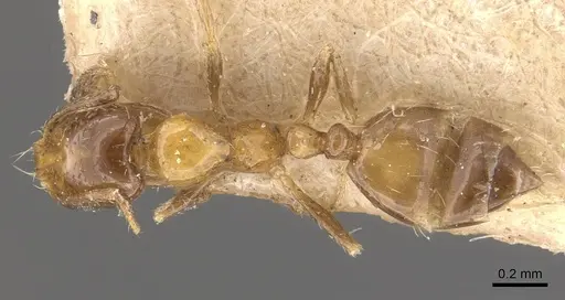 Monomorium springvalense - CASENT0908709