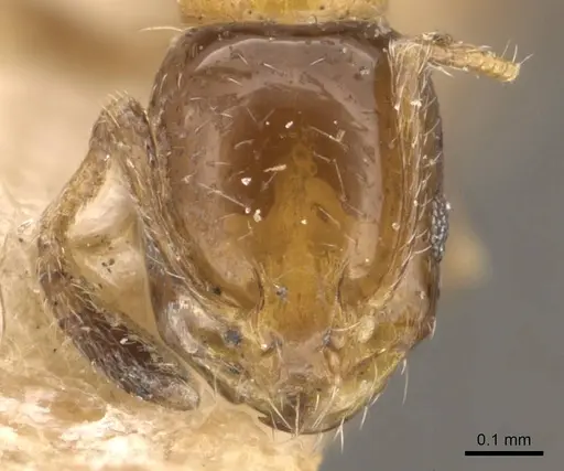 Monomorium springvalense - CASENT0908709