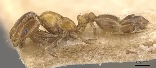 Monomorium springvalense - CASENT0908709