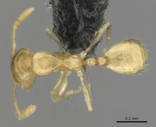 Monomorium sryetum specimen