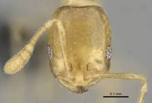 Monomorium sryetum specimen