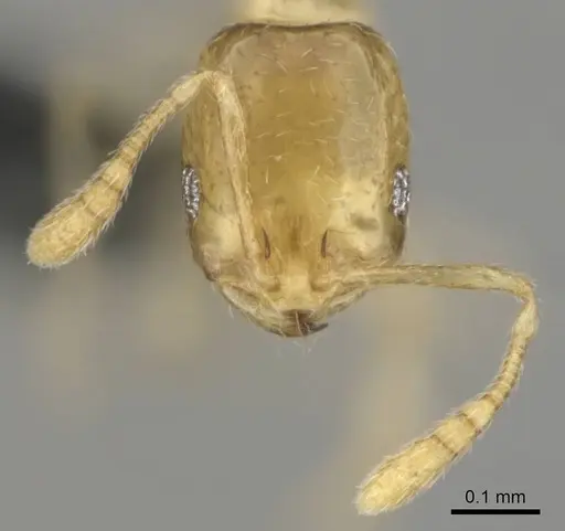 Monomorium sryetum specimen