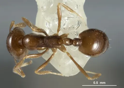 Monomorium stictonotum specimen