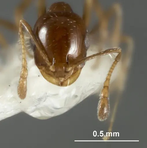 Monomorium stictonotum specimen