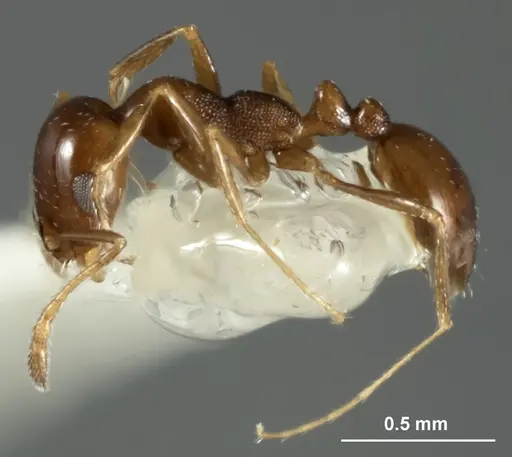 Monomorium stictonotum specimen