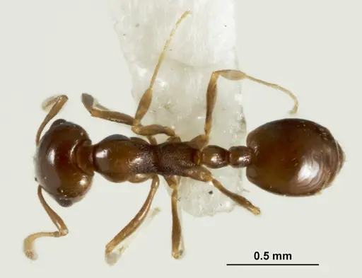 Monomorium stictonotum - ANIC32-015689-2