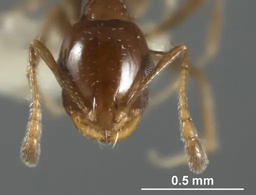 Monomorium stictonotum - ANIC32-015689-2
