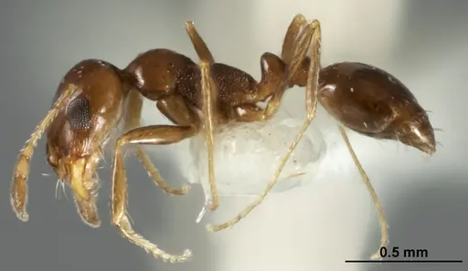 Monomorium stictonotum - ANIC32-015689-2