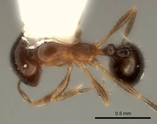 Monomorium stictonotum - CASENT0217890