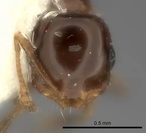 Monomorium stictonotum - CASENT0217890