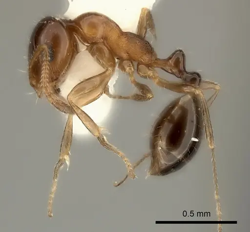 Monomorium stictonotum - CASENT0217890
