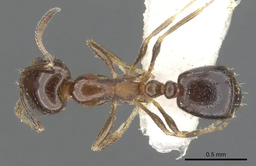 Monomorium stictonotum - CASENT0902324