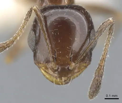 Monomorium stictonotum - CASENT0902324