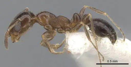 Monomorium stictonotum - CASENT0902324
