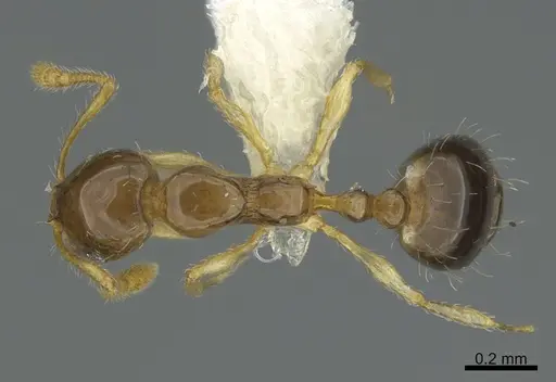 Monomorium strangulatum specimen
