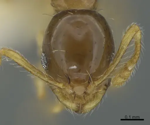 Monomorium strangulatum specimen