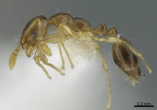 Monomorium strangulatum specimen