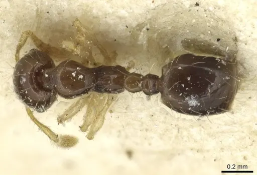Monomorium strangulatum - CASENT0913856