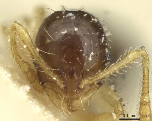 Monomorium strangulatum - CASENT0913856