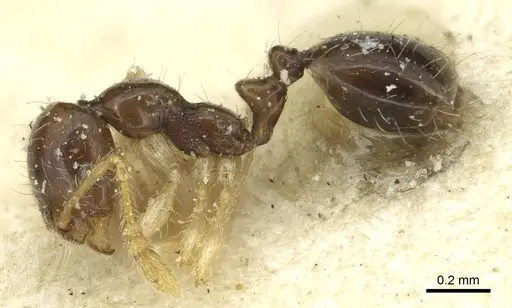 Monomorium strangulatum - CASENT0913856