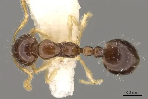 Monomorium strangulatum - CASENT0914388