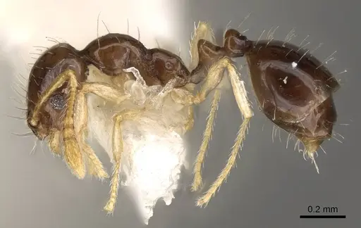 Monomorium strangulatum - CASENT0914388