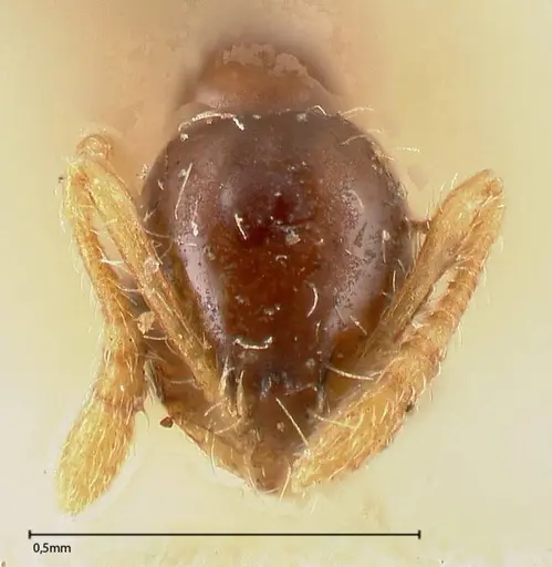 Monomorium strangulatum - FOCOL0419