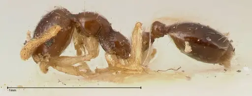 Monomorium strangulatum - FOCOL0419