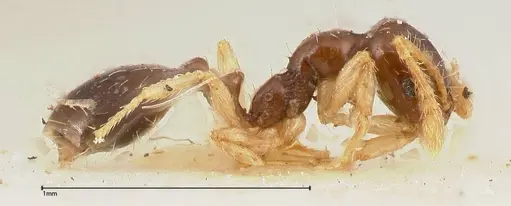 Monomorium strangulatum - FOCOL0419