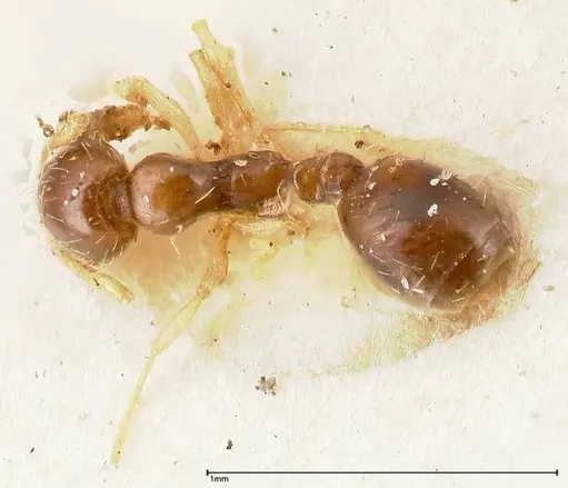 Monomorium strangulatum - FOCOL0420-1