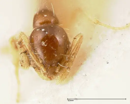 Monomorium strangulatum - FOCOL0420-1
