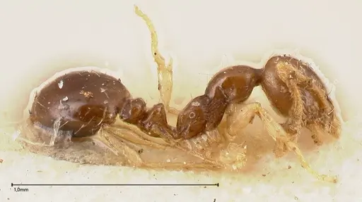 Monomorium strangulatum - FOCOL0420-1