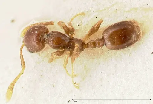 Monomorium strangulatum - FOCOL0420-2
