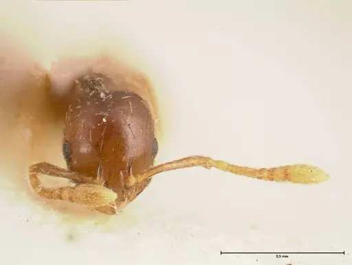 Monomorium strangulatum - FOCOL0420-2