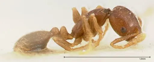 Monomorium strangulatum - FOCOL0420-2