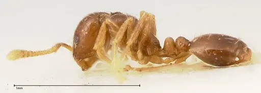 Monomorium strangulatum - FOCOL0420-2