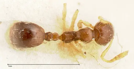 Monomorium strangulatum - FOCOL0420-3