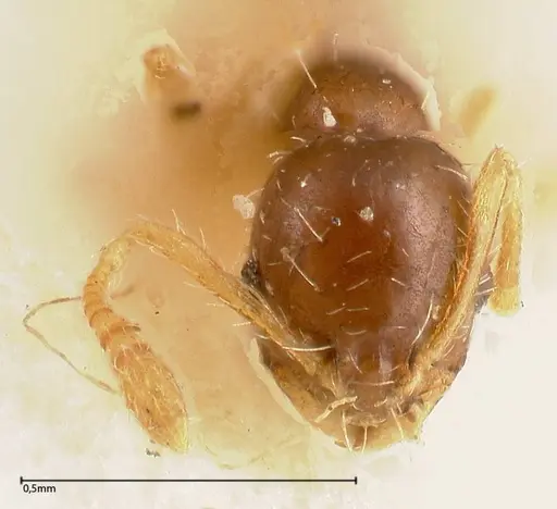 Monomorium strangulatum - FOCOL0420-3