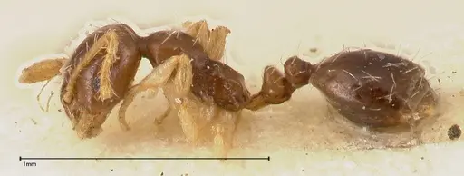 Monomorium strangulatum - FOCOL0420-3