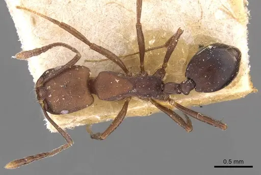 Monomorium subdentatum specimen